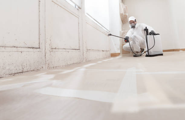 Black mold remediation team in Strasburg